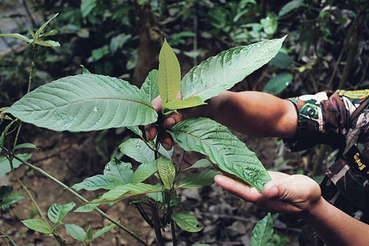 where to buy live kratom plants online