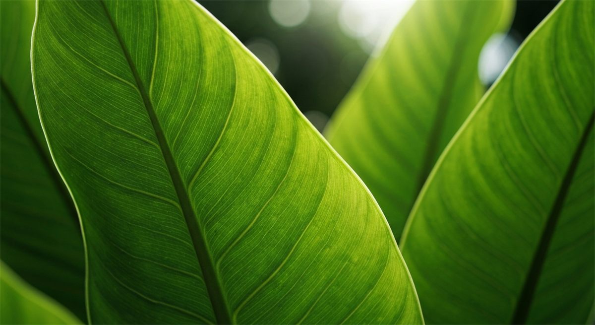 Fresh Mitragyna Speciosa leaves showing the vein colour that defines kratom strains